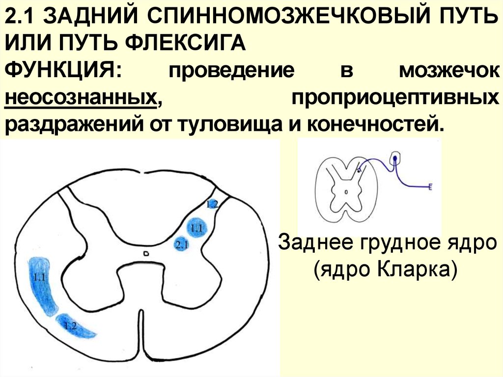 Путь флексига