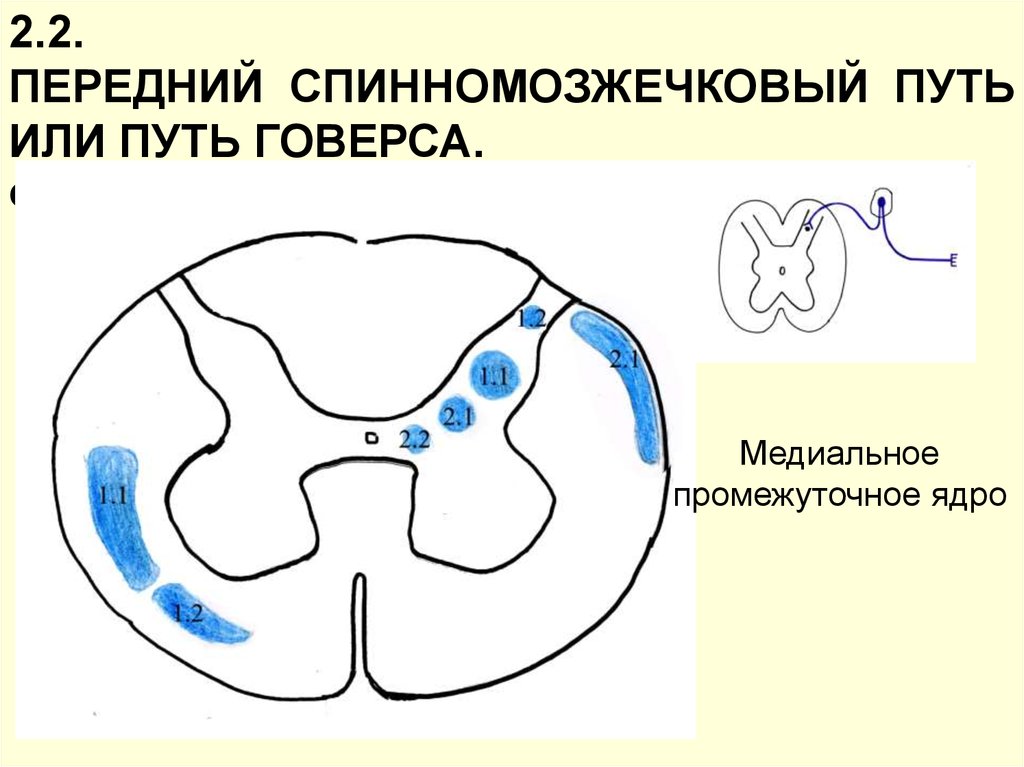 Путь флексига. Передний спинномозжечковый путь. Медиальное промежуточное ядро. Путь Говерса функции.