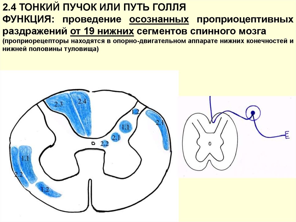 Пучок бурдаха и голля схема