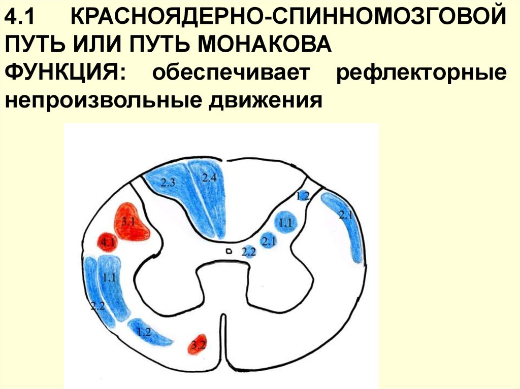 Красноядерно спинномозговой путь схема