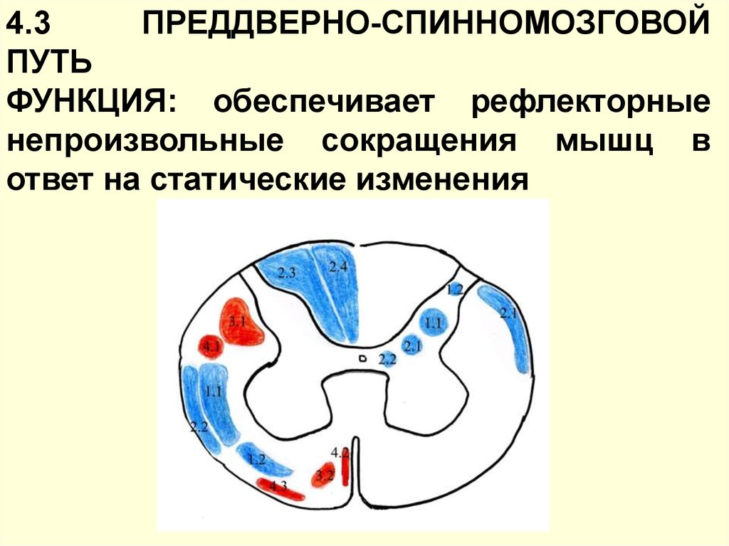 Путь функции. Преддверно спинномозговой путь функции. Предвернопинномозговой путь. Преддверно спинномозговой путь схема. Преддверно спинномозговой путь Перекрест.