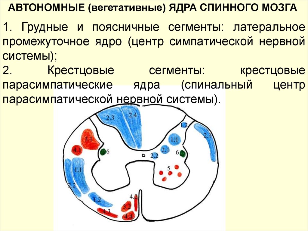 Вегетативный мозг. Крестцовые ядра спинного мозга. Вегетативные ядра спинного мозга. Кресцовые парасимпатичекте яднат. Латеральное промежуточное ядро.