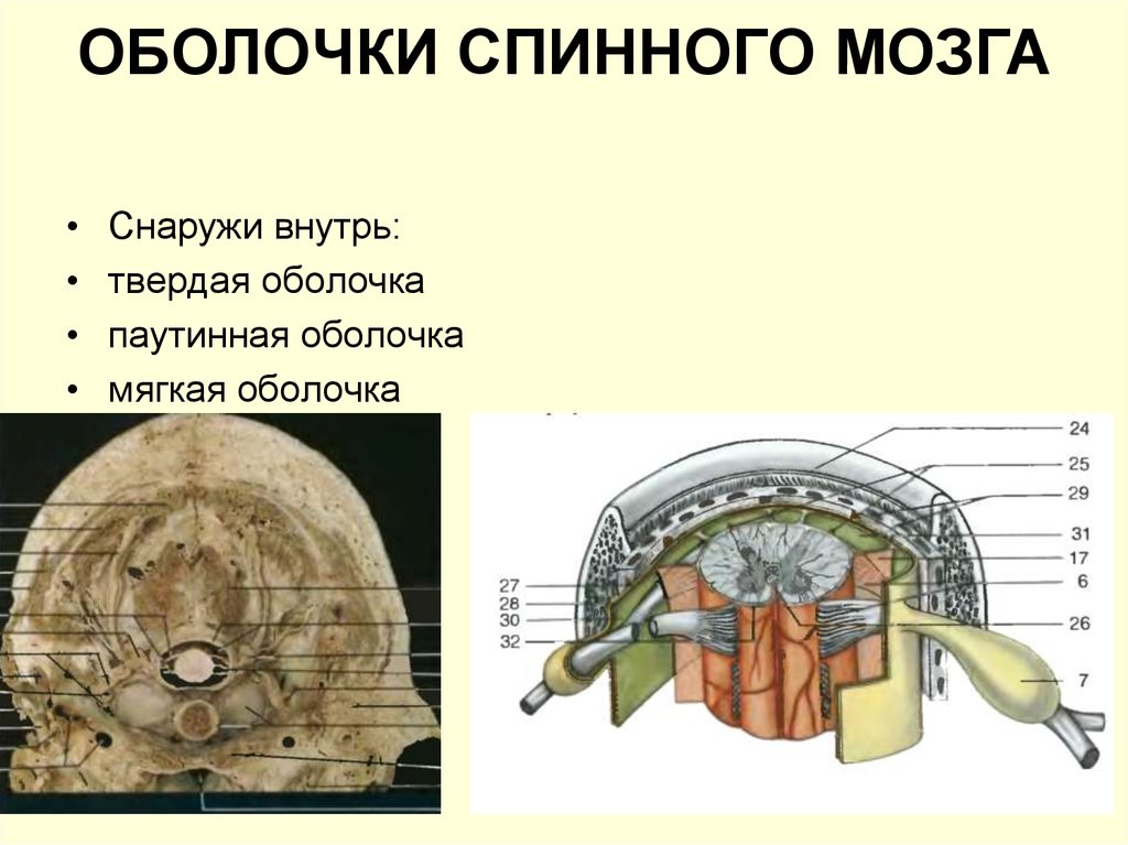 Мягкая оболочка спинного мозга. Полость спинного мозга. Оболочки спинного мозга снаружи внутрь. Снаружи спинной мозг защищён оболочками наружной.