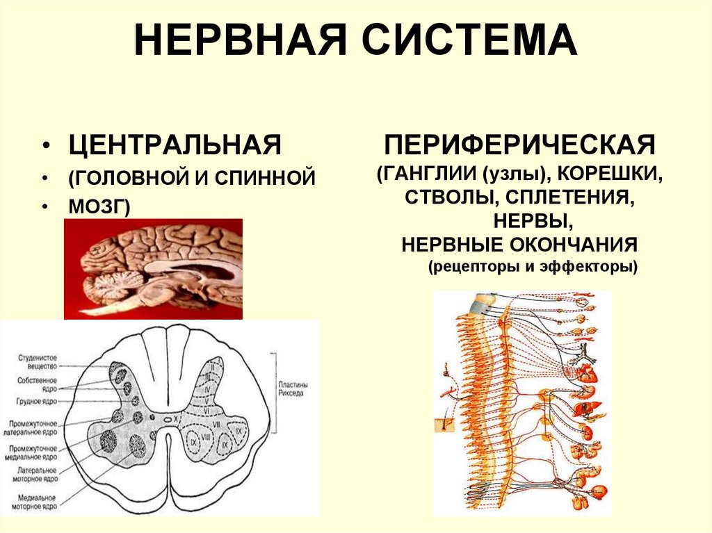 Головной мозг и нервы образуют. Нервная система Центральная нервная система спинной мозг. Нервная система. Спинномозговые ганглии. Спинной мозг. Периферическая нервная система нервы и нервные узлы. Периферическая нервная система спинной мозг нервы.