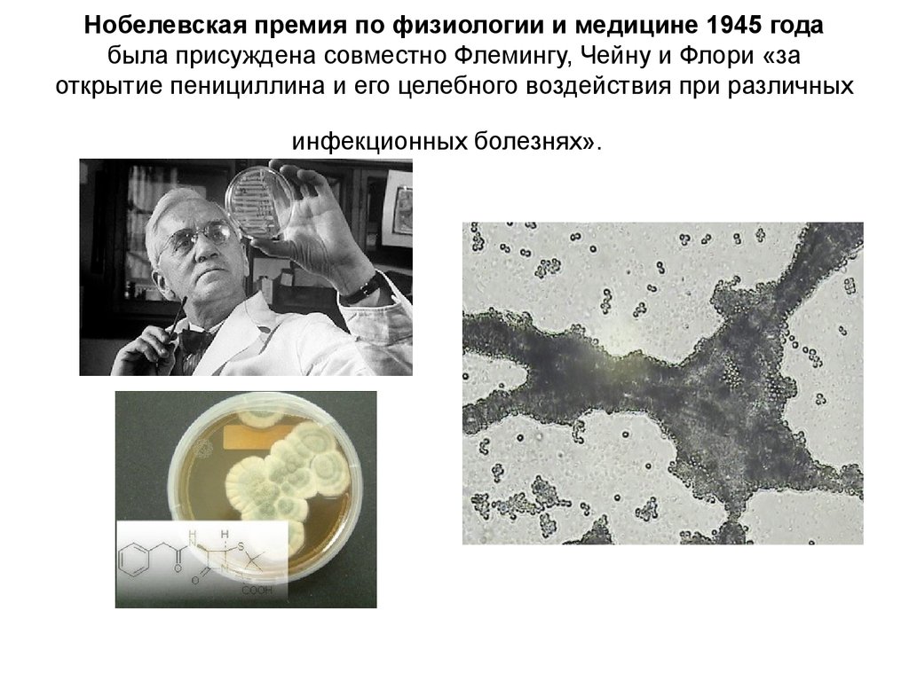 Нобелевская премия по физиологии и медицине 1945 года была присуждена совместно Флемингу, Чейну и Флори «за открытие пенициллина и его целеб