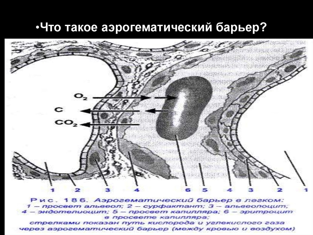 Аэрогематический барьер гистология рисунок