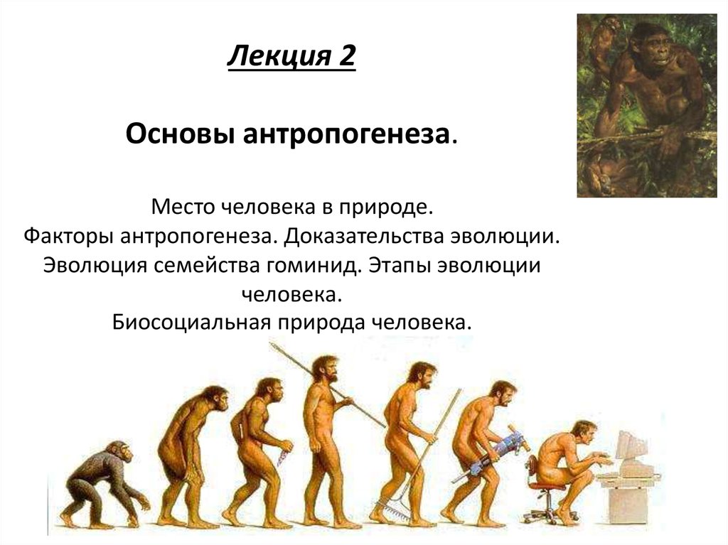 Урок становление человека. Этапы развития человечества Антропогенез..... Антропогенез Эволюция человека этапы эволюции. Ступени развития человека Антропогенез. Стадии развития человека.