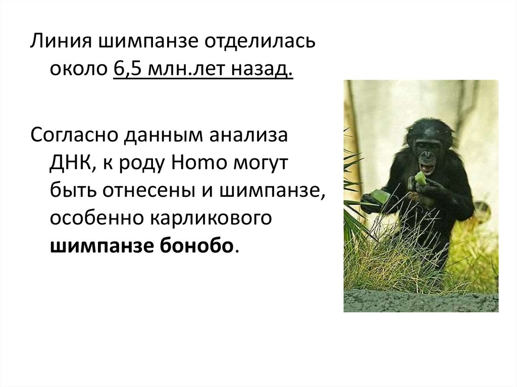 Шимпанзе какой род в русском языке. Шимпанзе презентация. Шимпанзе какого рода в русском. Исследования шимпанзе речь. Расселение шимпанзе в природе.