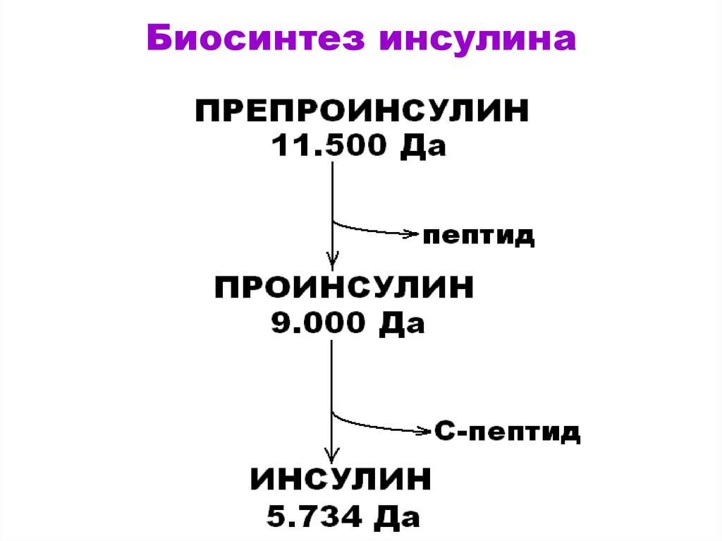 Синтез инсулина процесс