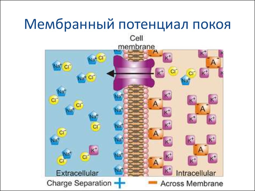 Мембранный потенциал схема