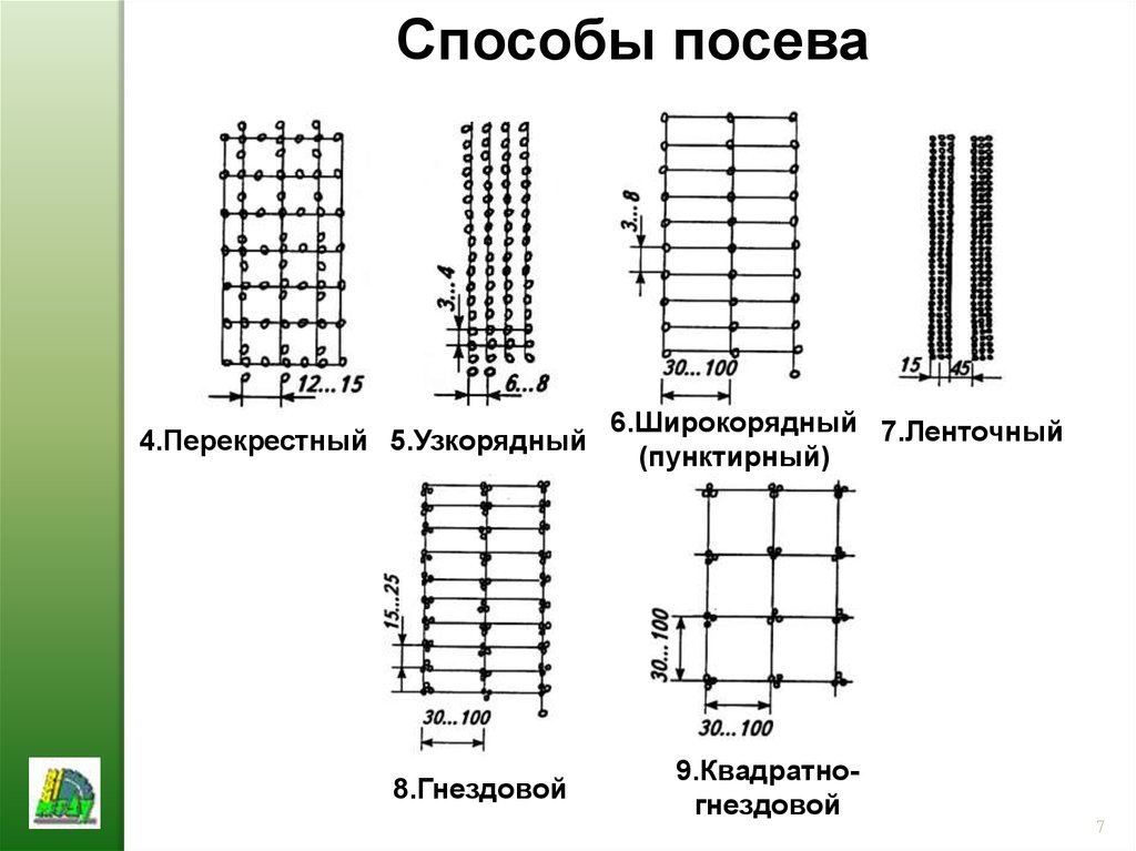 Посадка гнездовым способом. Квадратно-гнездовой способ посадки кукурузы. Пунктирный способ посева. Квадратно гнездовой метод посадки. Схема посадки кукурузы квадратно гнездовым.