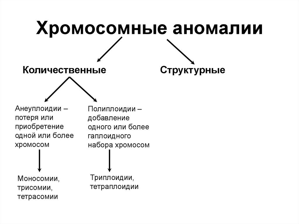 Хромосомные болезни человека презентация