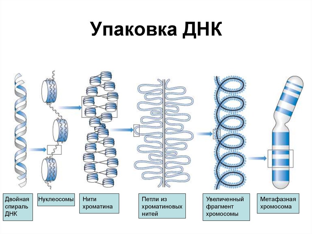 Схема упаковки днк