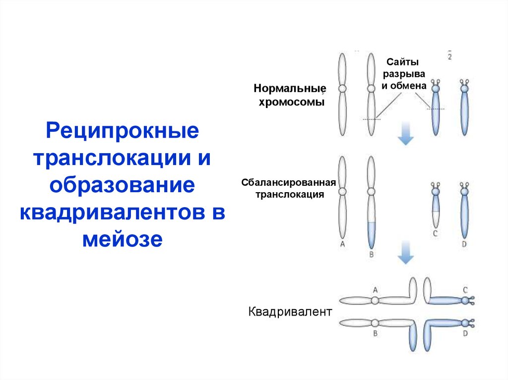 Обмен хромосом. Реципрокная сбалансированная транслокация. Реципрокные хромосомы. Хромосомная транслокация реципрокная. Реципрокные транслокации хромосом.