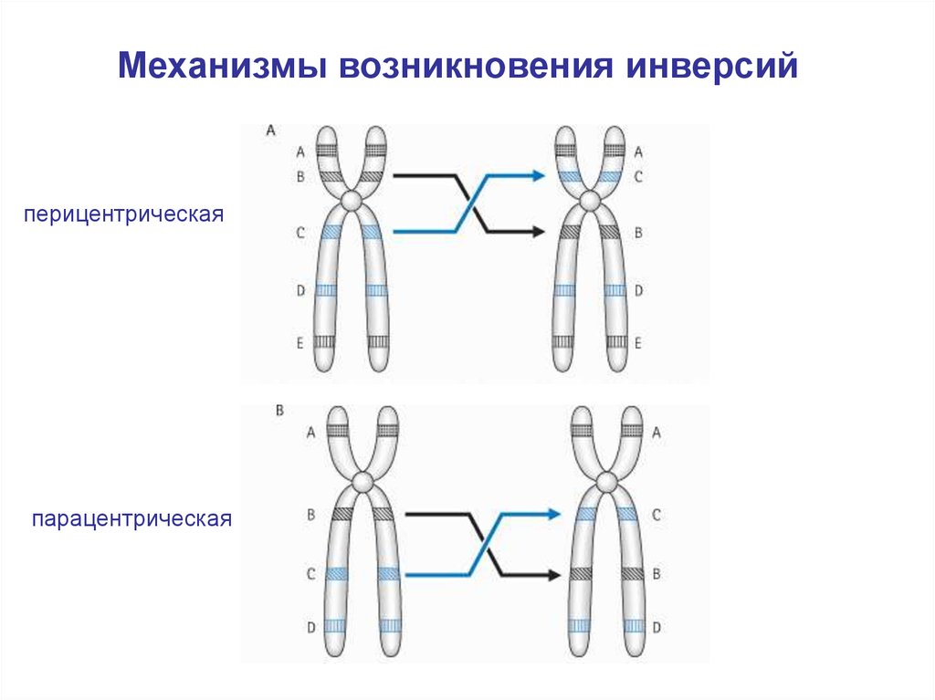 Инверсия изображения. Механизм возникновения инверсии хромосомы. Хромосомные инверсия перицентрическая. Инверсия хромосом болезни. Перицентрическая инверсия хромосомы.