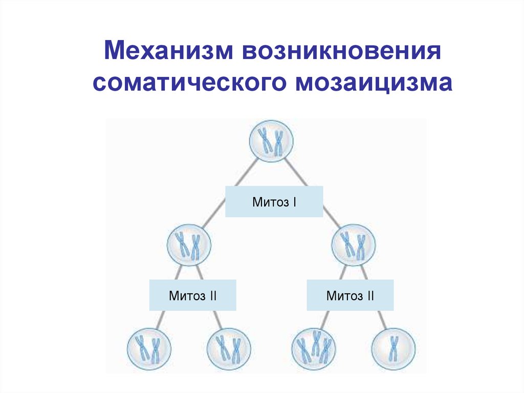 Мозаицизм. Механизм возникновения мозаицизма. Соматическая мозаичность. Соматический мозаицизм. Соматические мутации мозаицизм.