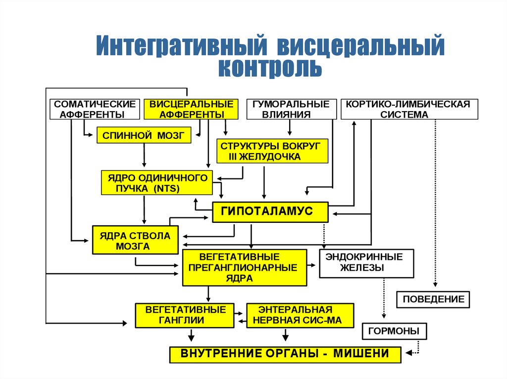 Висцеральный анализатор презентация