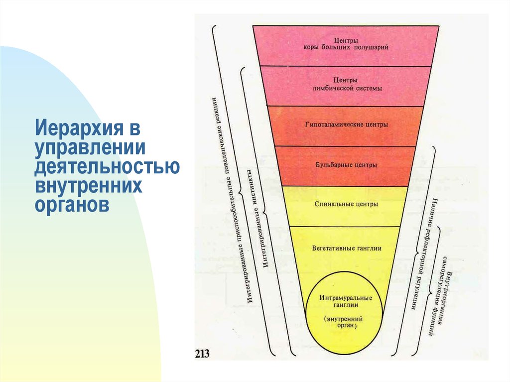 Деятельность внутренних органов. Системы управляющие деятельностью организма. Иерархия в физиологии. Иерархия нервной системы.