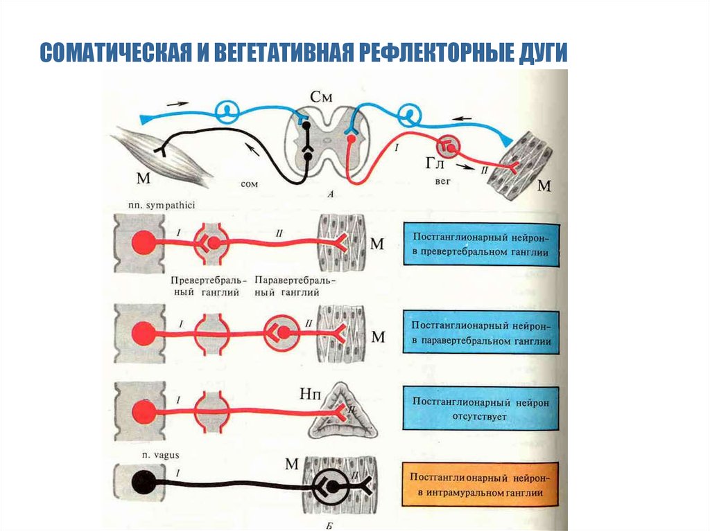 Ганглии вегетативной нервной. Ганглии соматической нервной системы. Схема дуги вегетативного рефлекса. Схема рефлекторной дуги вегетативной нервной системы. Схема рефлекторной дуги соматической нервной системы.
