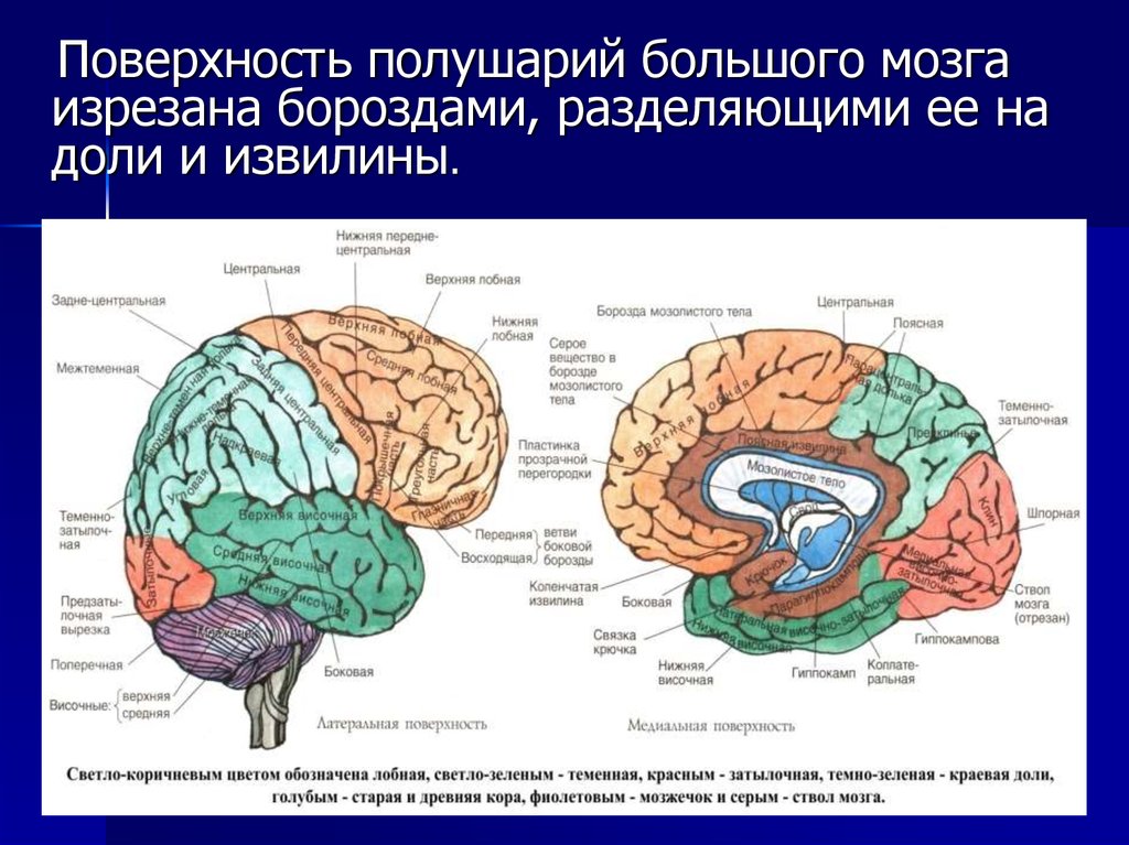 Вазогенный очаг больших полушарий. Борозды доли извилины коры головного мозга. Строение коры головного мозга анатомия. Конвекситальные борозды большого мозга. Строение головного мозга доли коры.