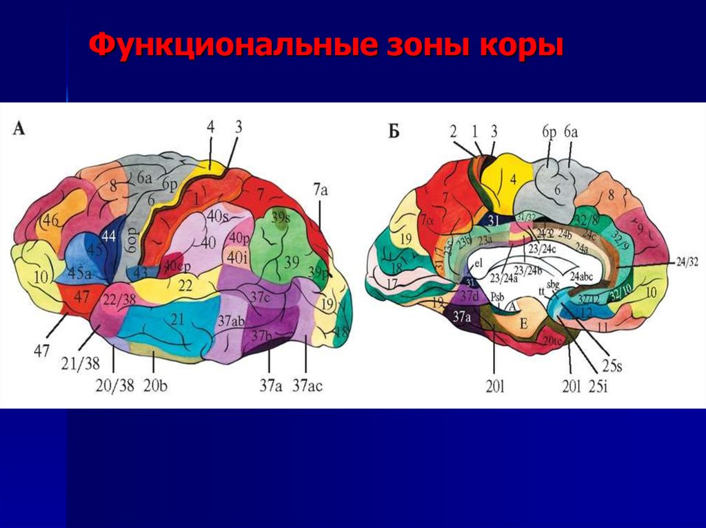 Функциональные зоны мозга. Зоны коры головного мозга. Функциональные зоны головного мозга. Функции зон головного мозга. Функциональные зоны коры.