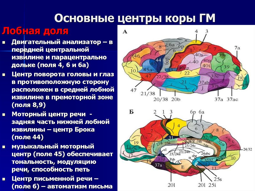 Зоны мозга лобная. Корковые анализаторы лобной доли. Корковые центры коры головного мозга. Локализация функций в коре полушарий мозга. Локализация ядер анализаторов в коре головного мозга.