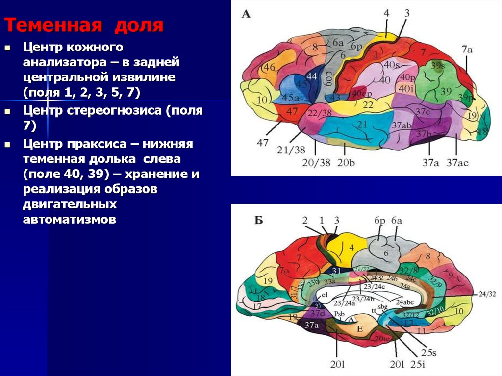 Высшие корковые функции презентация