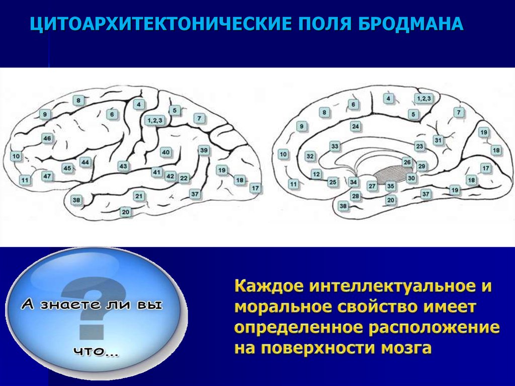 Поля по бродману картинка