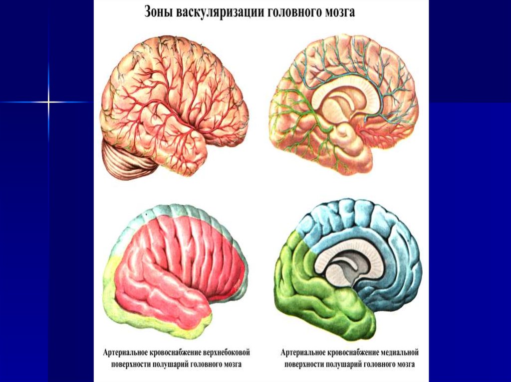 Функция головного мозга животных. Воспаление коры головного мозга. Презентация возможности головного мозга. Корковые функции головного мозга.