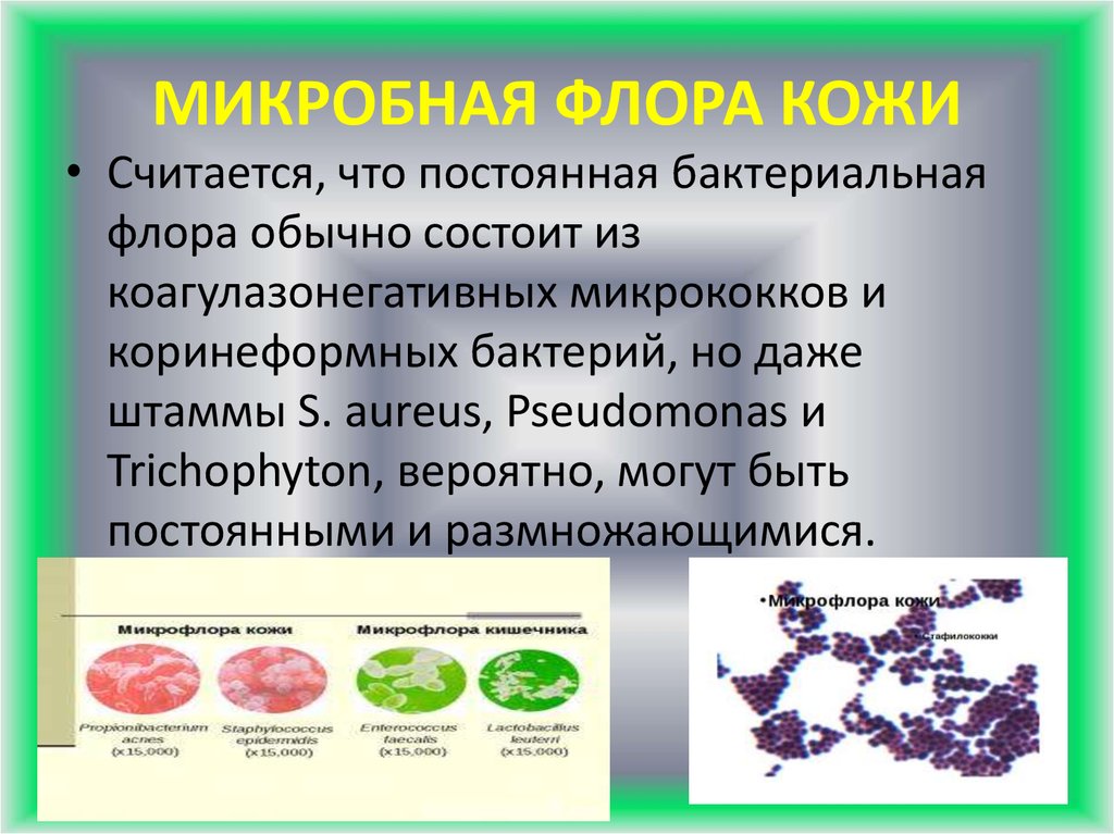 МИКРОБНАЯ ФЛОРА КОЖИ