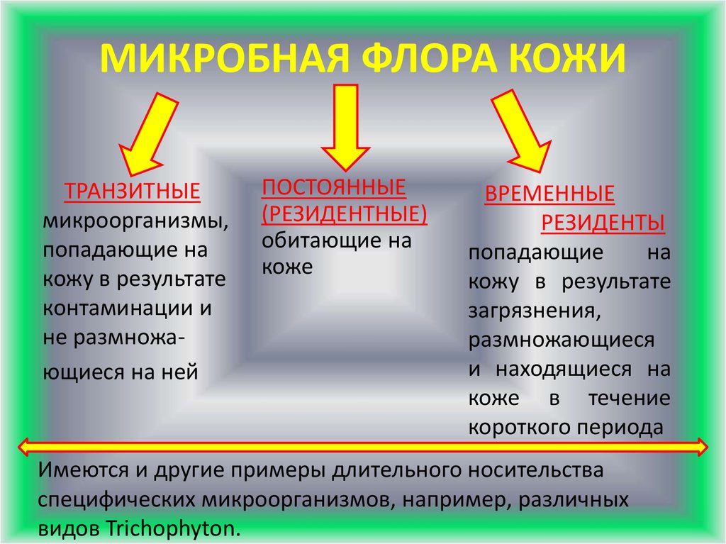 Кожа человека и микроорганизмы