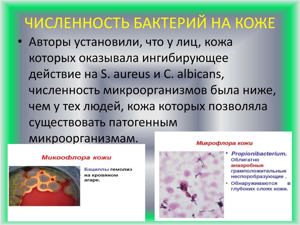 ЧИСЛЕННОСТЬ БАКТЕРИЙ НА КОЖЕ