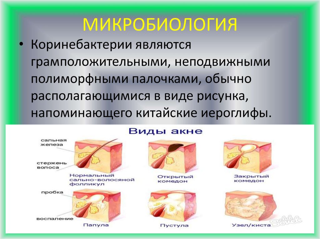 МИКРОБИОЛОГИЯ