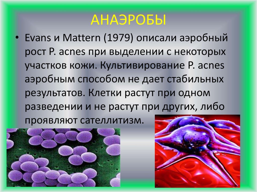 Стафилококк аэроб