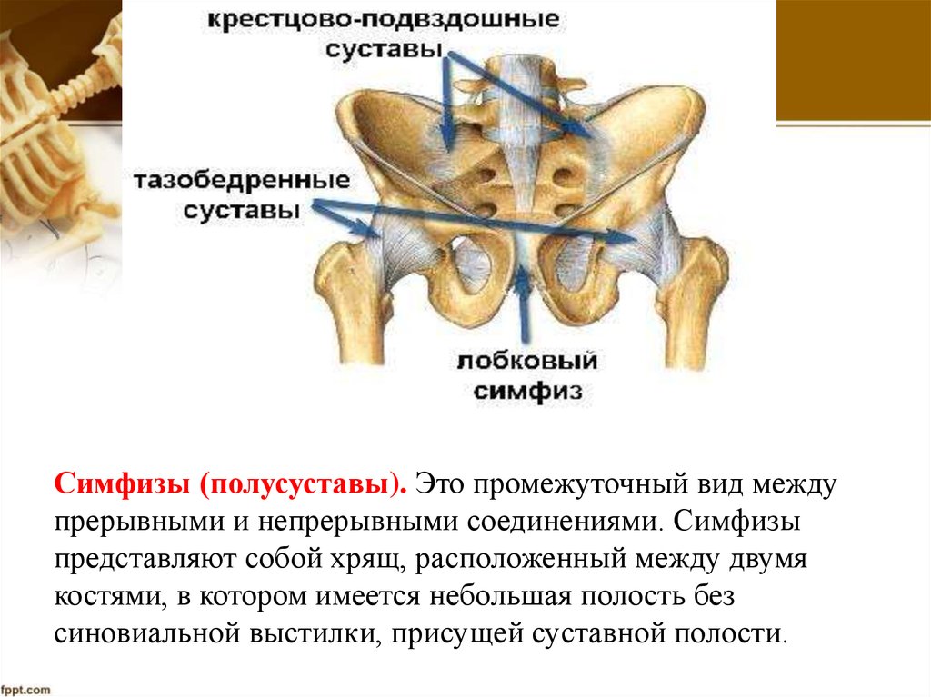 Анатомия и физиология опорно двигательного аппарата презентация