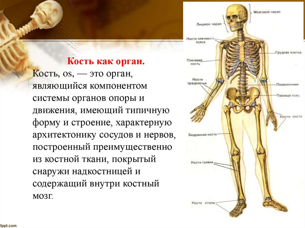 Анатомия и физиология опорно двигательного аппарата презентация