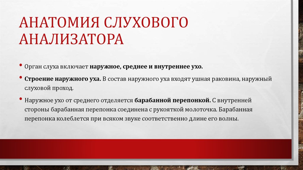 Анатомия Слухового анализатора