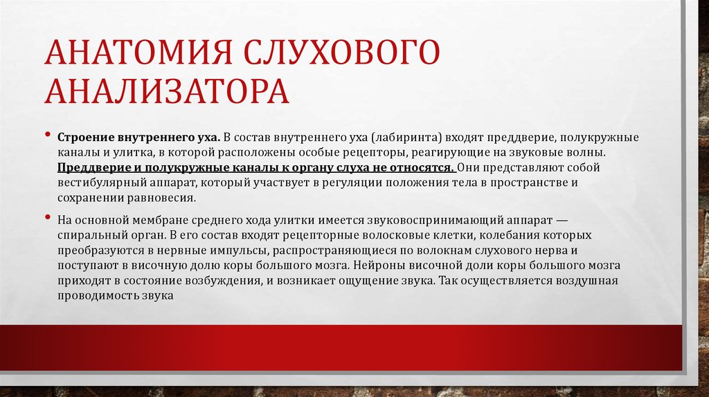 Анатомия Слухового анализатора