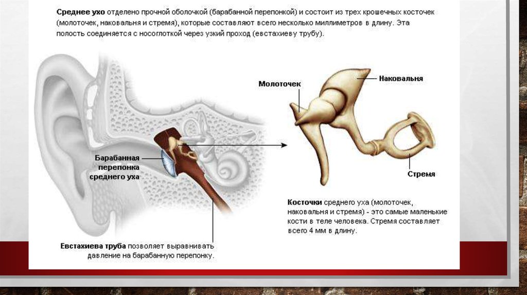Строение среднего уха анатомия. Стремя косточки среднего уха. Строение молоточка уха. Средняя ухо. Молоточек наковальня стремечко.