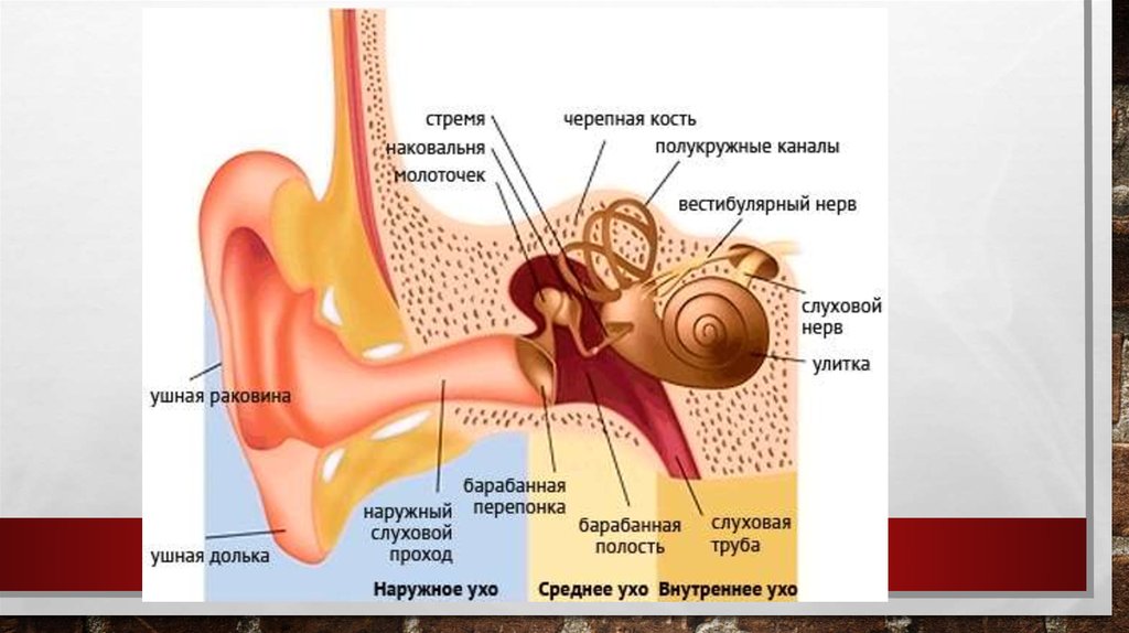 В среднем ухе расположены молоточек. В среднем ухе расположены. Что расположено в среднем ухе улитка молоточек.