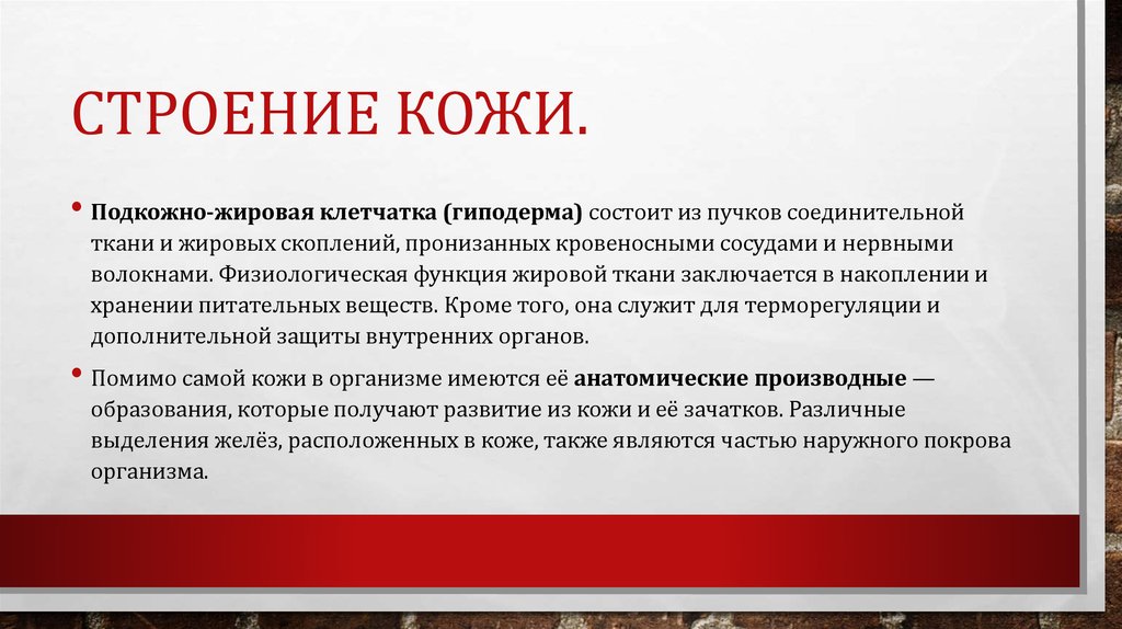 Строение кожи.