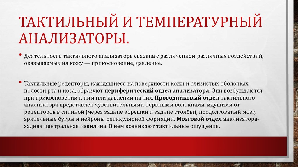 Тактильный анализатор физиология презентация