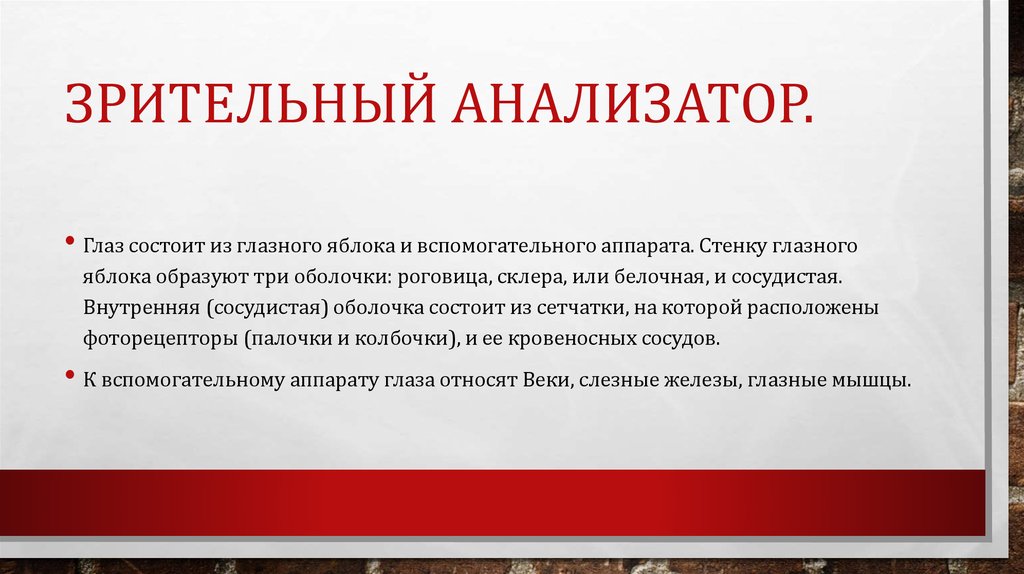 Зрительный анализатор.