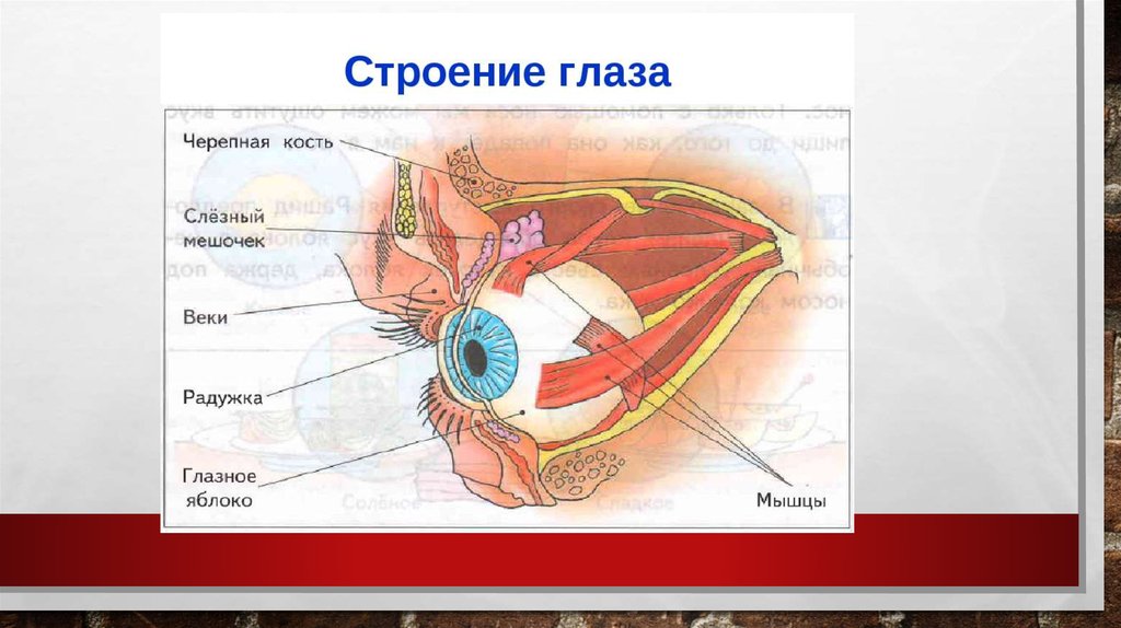 Презентация строение глаз