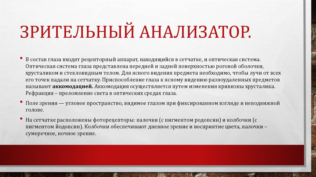 Зрительный анализатор.