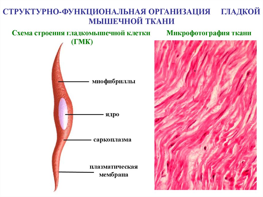 Строение клетки гладкая мышечная ткань. Схема строения гладкой мышечной ткани. Строение ГМК гладкомышечная клетка. Одноядерные клетки мышечной ткани. Строение клетки гладкой мышечной ткани.