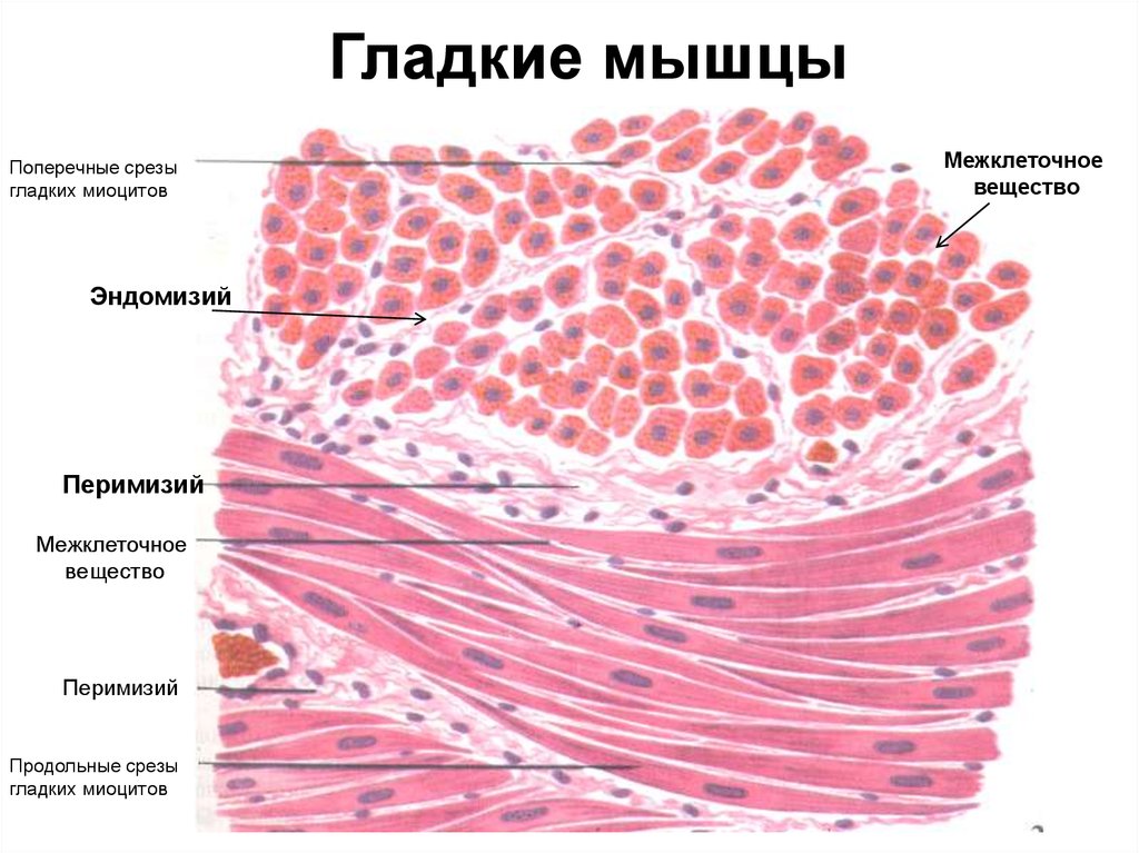 Гладкая мышечная ткань препарат