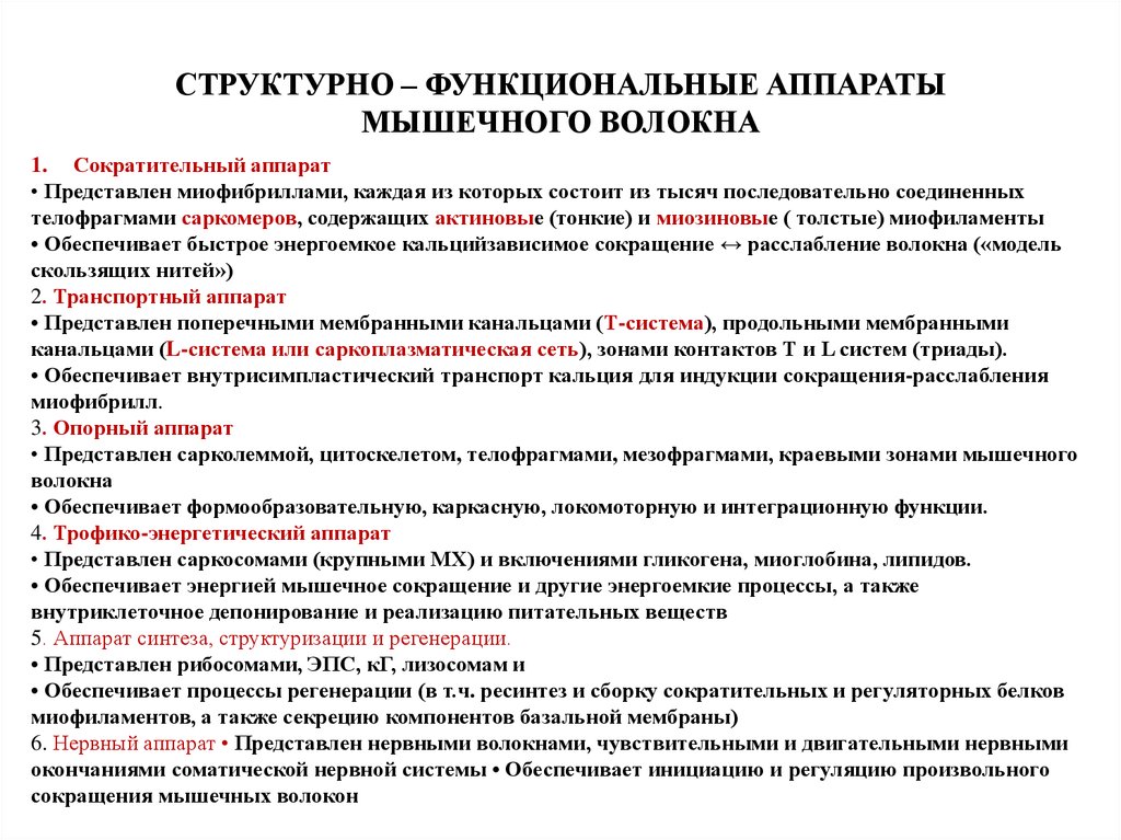 Функционировать аппарат. Синтетический аппарат скелетной мышечной ткани. Синтетический сократительный трофический аппарат мышечного волокна. Структура сократительного аппарата в мышечных волокнах. Синтетический аппарат мышечного волокна органеллы.