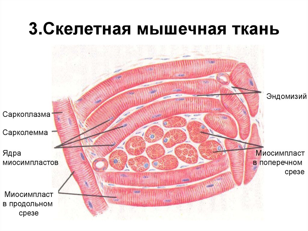 Мышечная скелетная ткань фото