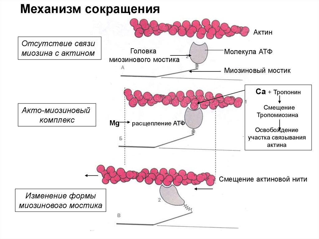 Сокращение актина и миозина. Актин и миозин механизм мышечного сокращения. Механизм мышечного сокращения тропонин. Механизм мышечного сокращения схема. Механизм действия актина и миозина.